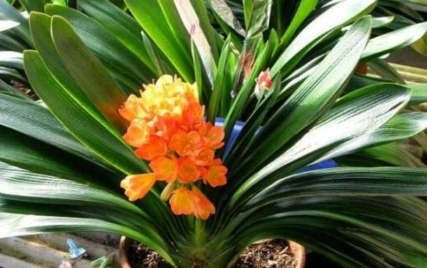 这5种花晒不死太阳越大开花越多,常见3种花天热休眠