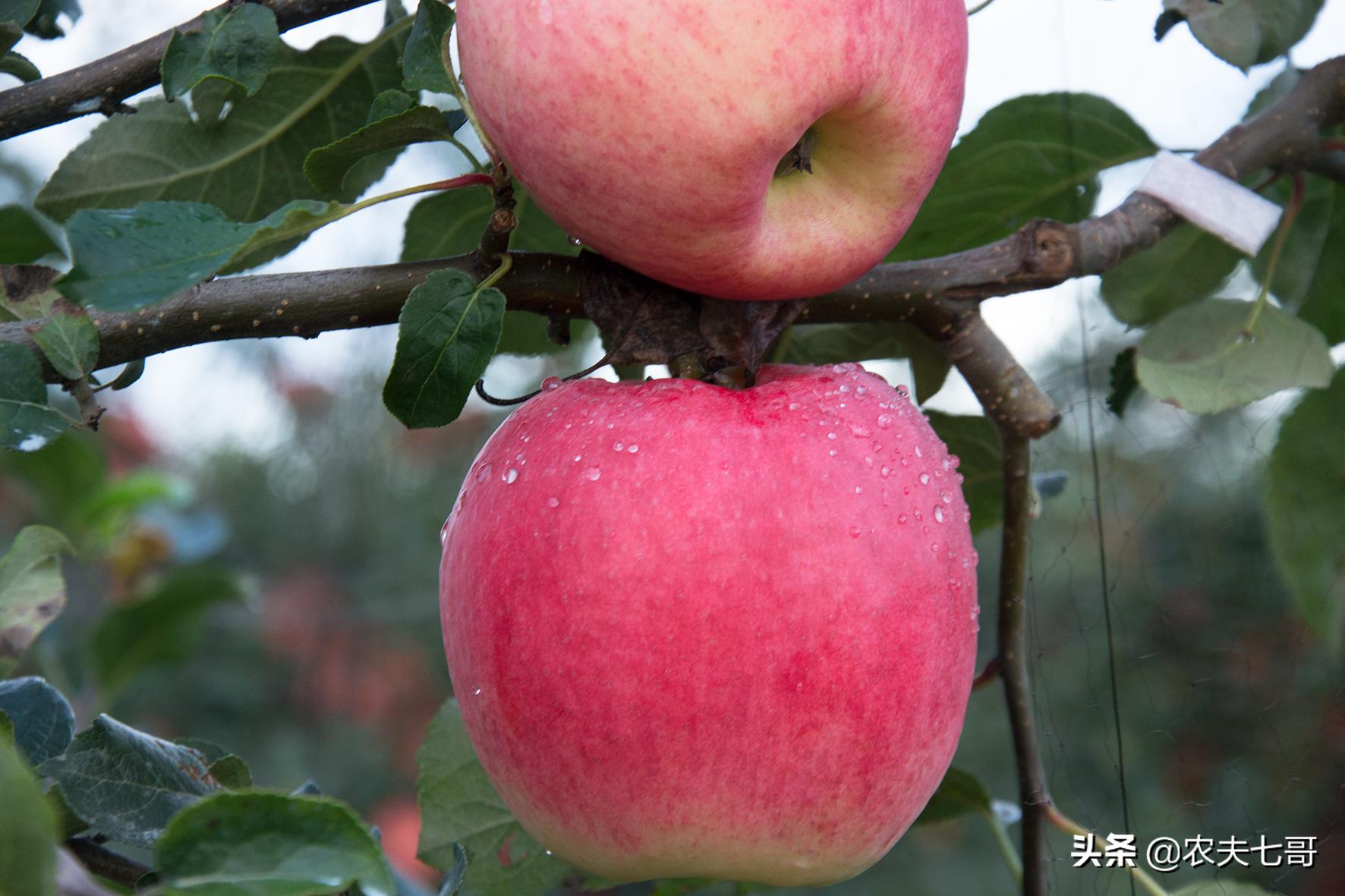 嘎啦苹果和普通苹果区别,嘎啦苹果与红富士口感区别