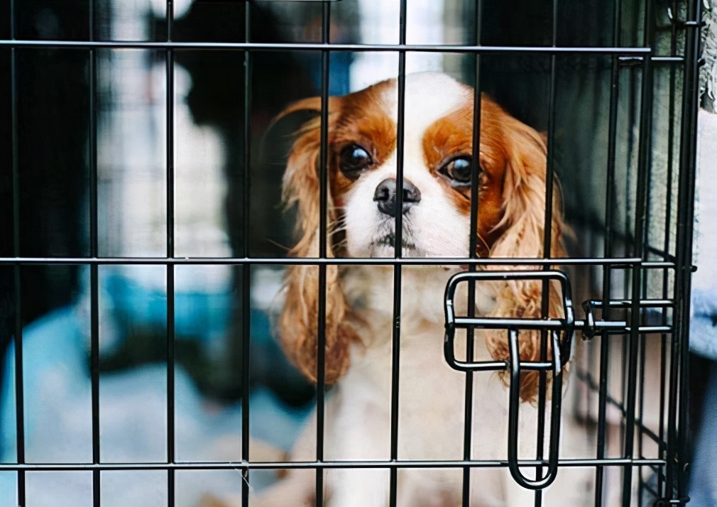 狗狗价格贵有什么区别,狗狗800元与8000元的差别