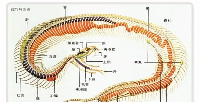 令人恐惧的毒蛇为什么猫却不怕,为什么毒蛇最怕猫