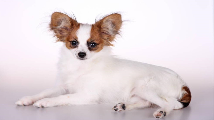 盘点不同品种的狗狗个性特点,狗狗的种类科普