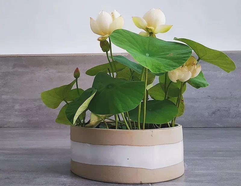 最受欢迎的3种花,这3种花真的很难养