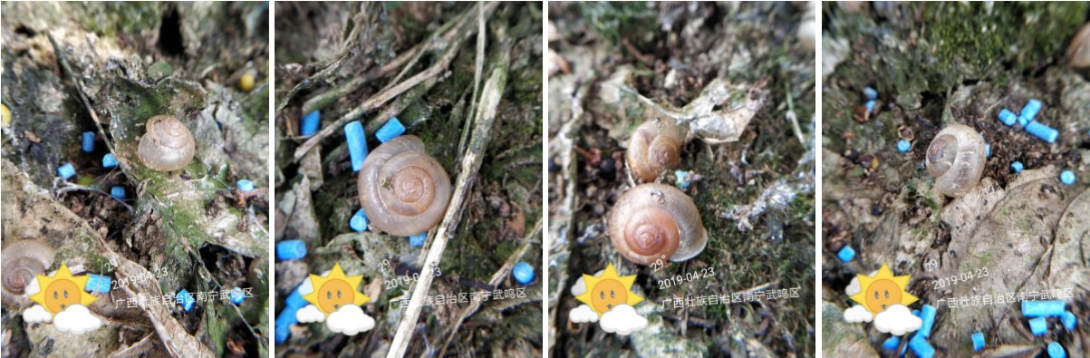 蜗牛药四聚乙醛对土质有伤害吗,四聚乙醛杀蜗牛会影响土质吗