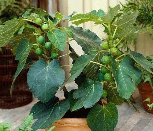 无花果盆栽好吃,盆栽无花果树好养吗