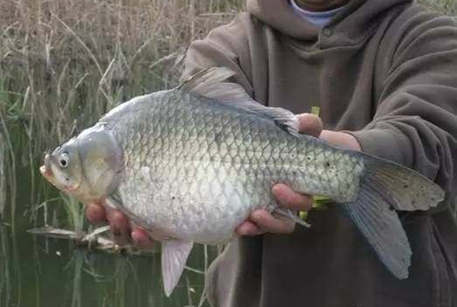 日本假鲫鱼入侵，却成钓友们的美味，一钓就一桶，比土生鲫鱼好吃
