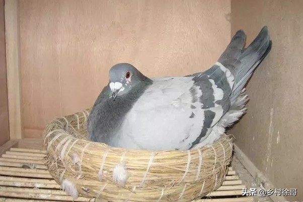 信鸽鸽痘的预防和治疗，掌握基本的知识，对饲养信鸽非常重要