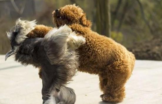 雪纳瑞和什么品种一起养比较好,雪纳瑞母的好养还是公的好养