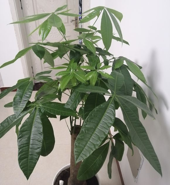 发财树新长的叶子发白是咋回事,发财树晒太阳后叶子发白怎么回事