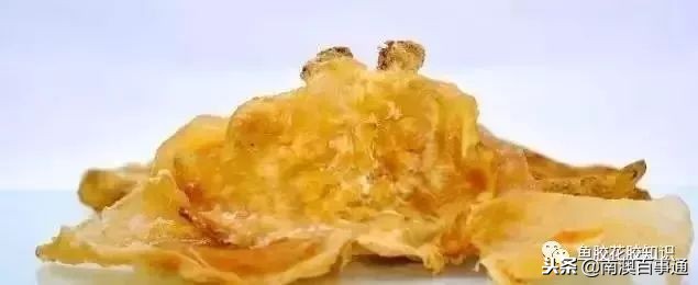 涨知识！鱼胶种类大全，不看亏大了！