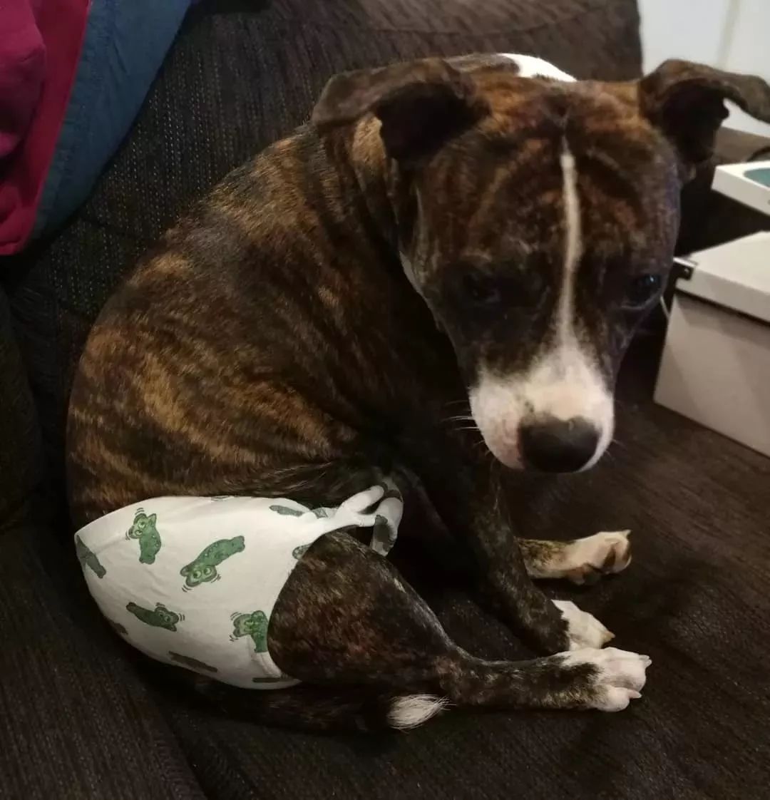 狗狗也会来姨妈嘛,狗狗来月经怎么办