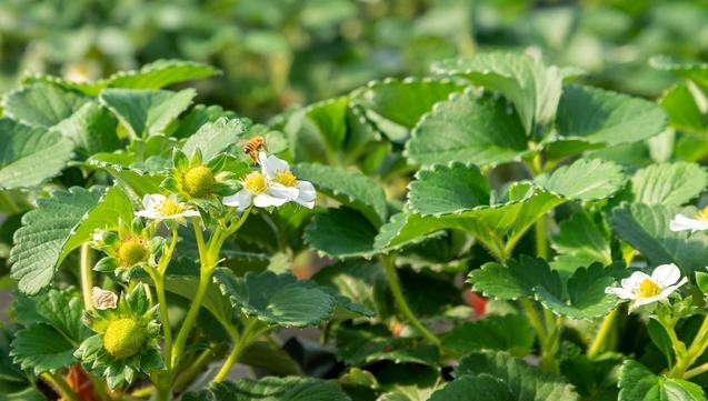 草莓叶子干了还是绿的,草莓叶子变黄是缺什么
