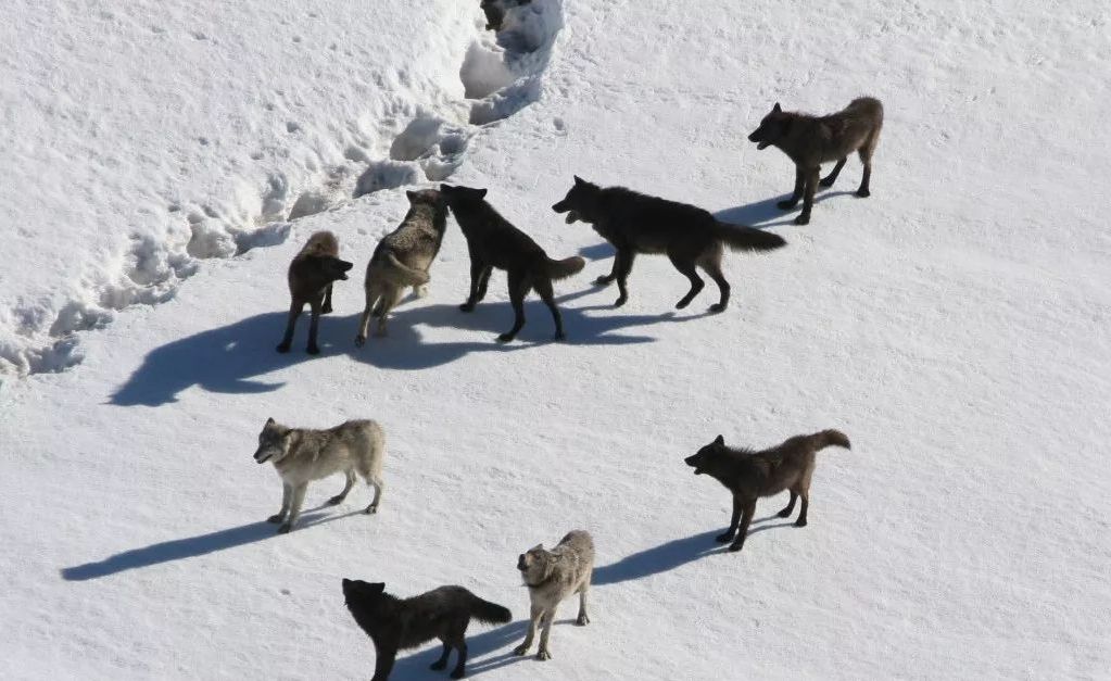 一只狼天生残疾,狼群会不会驱逐它?我们可能对狼群的生活想错了