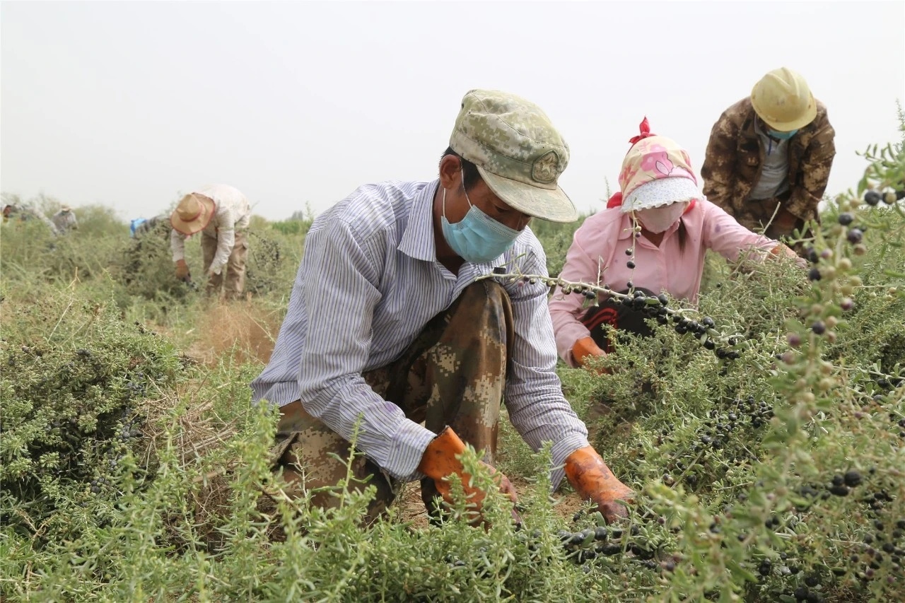 二师三十八团最新消息,二师三十八团图片