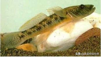 安徽池州枞阳县特产,池州有什么特产和好吃的