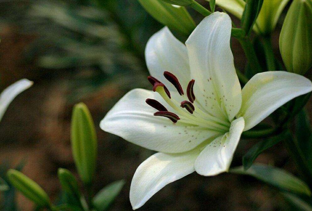 百合花长挺高不长花苞什么原因,百合花只长高不开花怎么回事