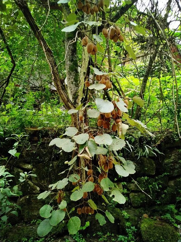 恩施鹤峰大峡谷攻略,恩施鹤峰旅游攻略一天