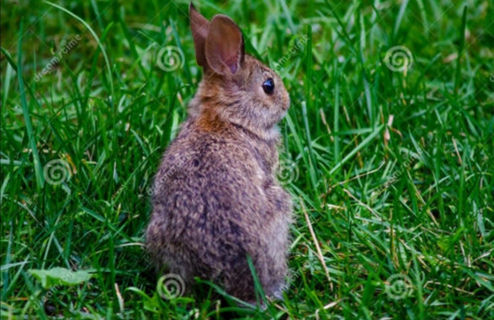 写小狗小猫小兔的外形描写作文,描写小猫小狗的好段落