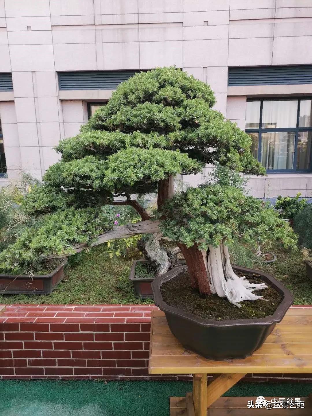 涓浗钁楀悕鐩嗘櫙澶у笀绮惧搧鐩嗘櫙,鐩嗘櫙鑹烘湳瀹跺拰鐩嗘櫙鑹烘湳澶у笀