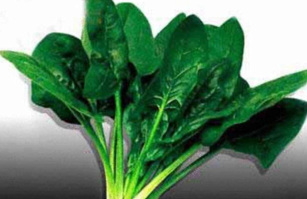 虾仁菠菜卷的做法大全,分子菜鲜虾仁菠菜卷如何做