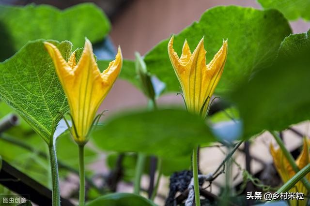 南瓜落花落果怎么防治,南瓜结果出现了化果落果怎么办