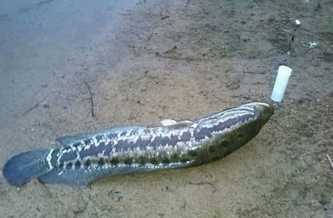 我们一起去钓鱼活动,我们一起去钓鱼吧