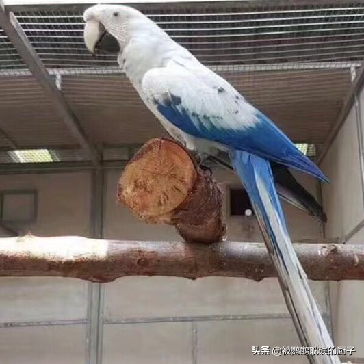 王校长养蚂蝗,王校长养的马