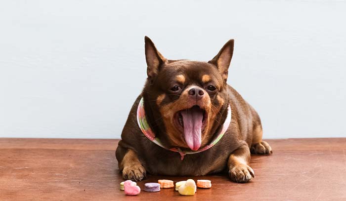 狗狗太胖的话要怎样给狗狗减肥,狗狗肥胖闹出的笑话