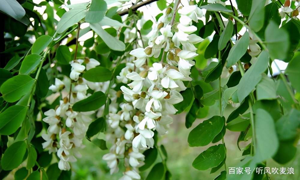 遥远的乡愁原文,遥远的乡愁1976