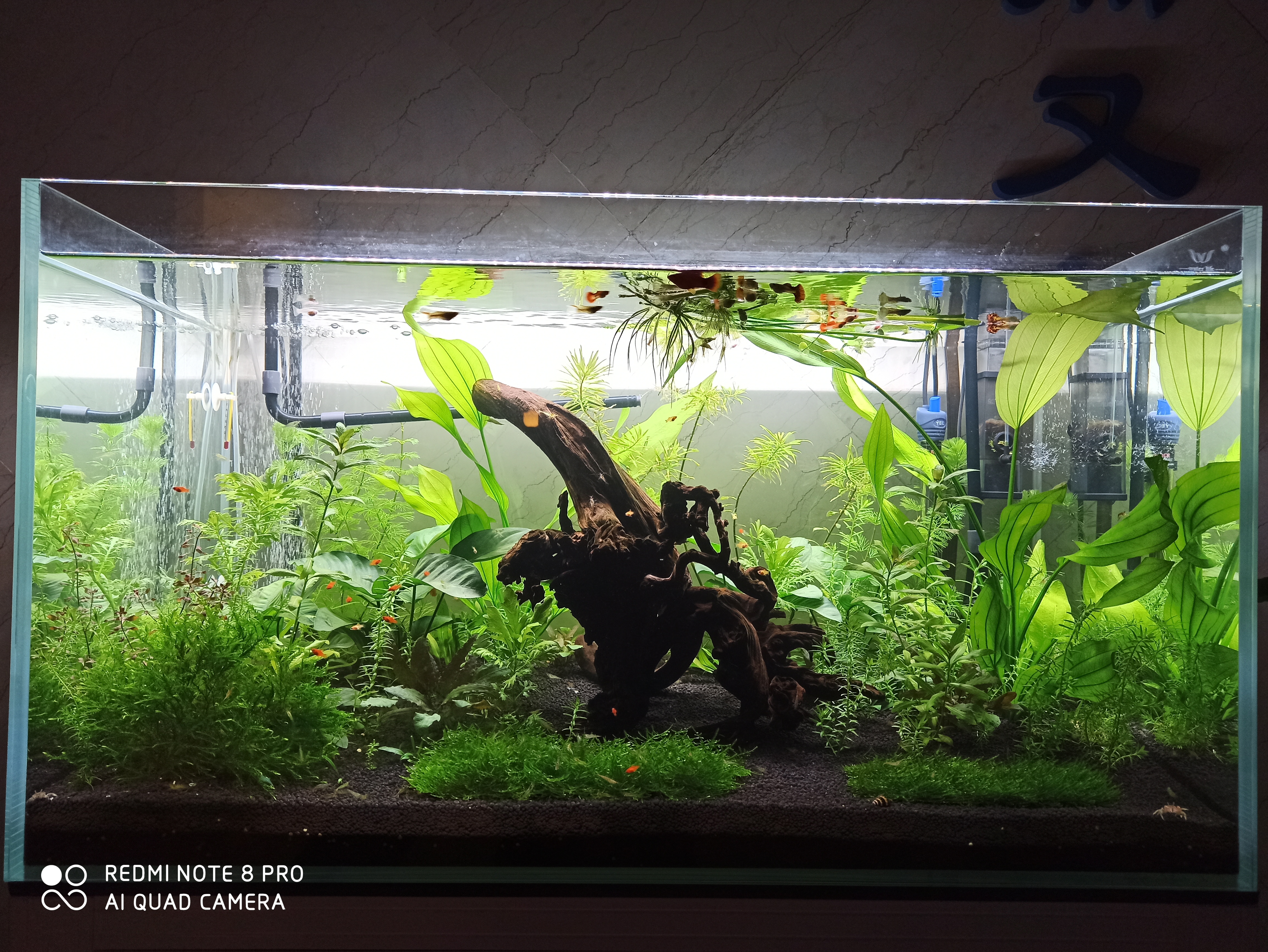 颜色对鱼的吸引力,颜色对锦鲤的影响