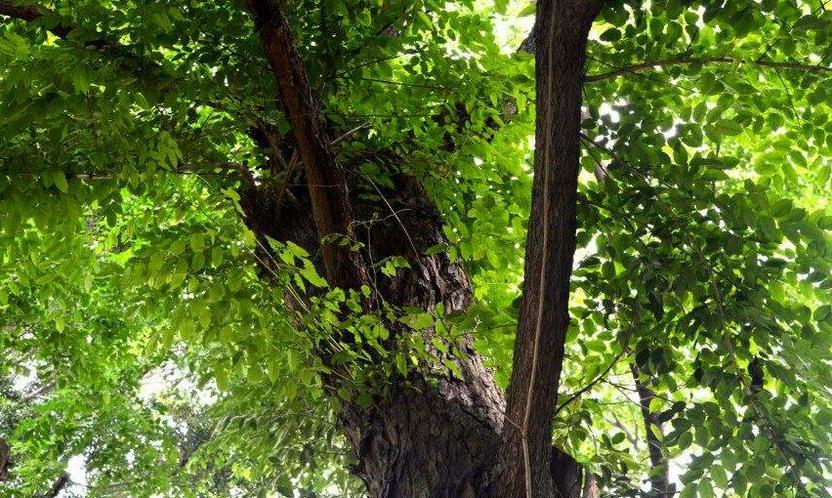 什么办法让大树快死掉,什么方法让大树死掉不留痕迹