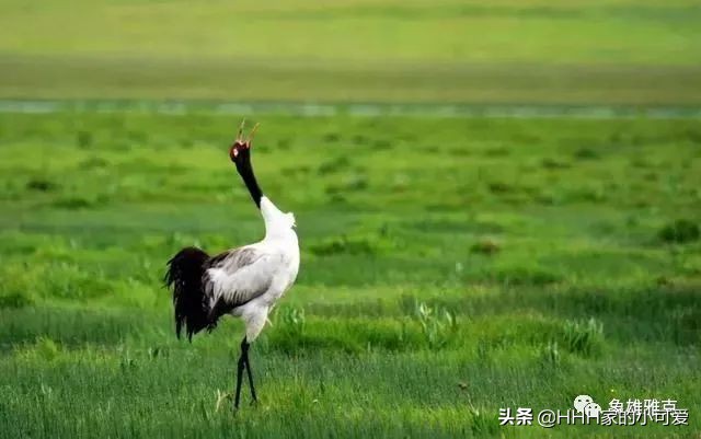 若尔盖大草原人间天堂,若尔盖大草原真美