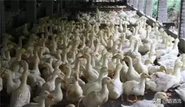 鸭中暑死亡时间,鸭子中暑的症状及防治方法