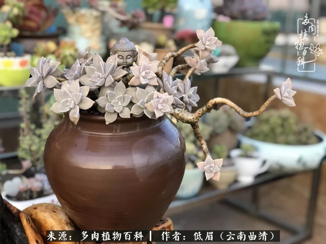 多肉看多了审美疲劳,今晚上点不一样的野味