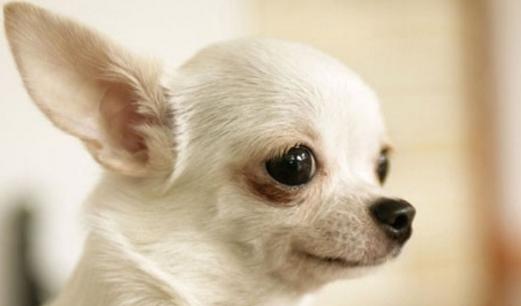 山地犬狗狗的品种,常见的狗狗品种大全