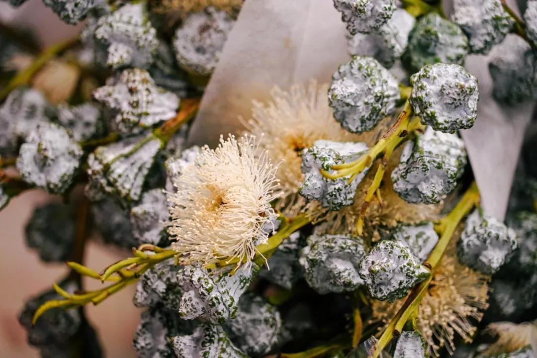 汉中门花市,汉中门花市价格