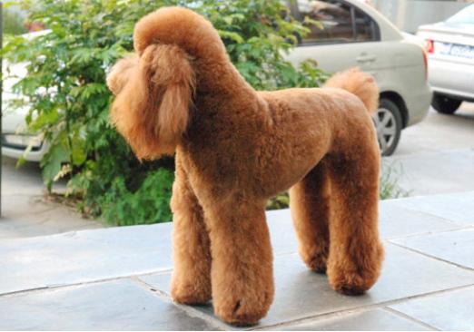 贵宾犬喂养幼犬的注意事项,怎样喂养宠物贵宾犬不得神经炎