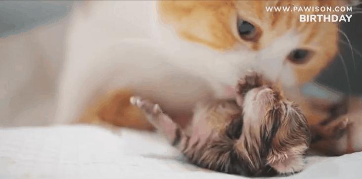 国家一级保护野生猫,国家一级保护哺乳动物名单