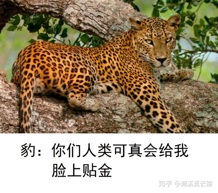 有哪些容易被认错的动物,容易被欺负的动物有哪些