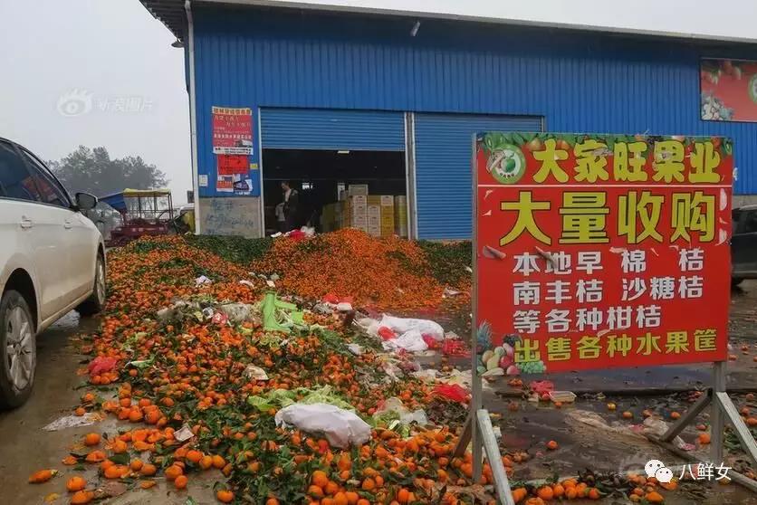 广西近年来柑橘滞销问题,广西柑橘滞销的原因数据