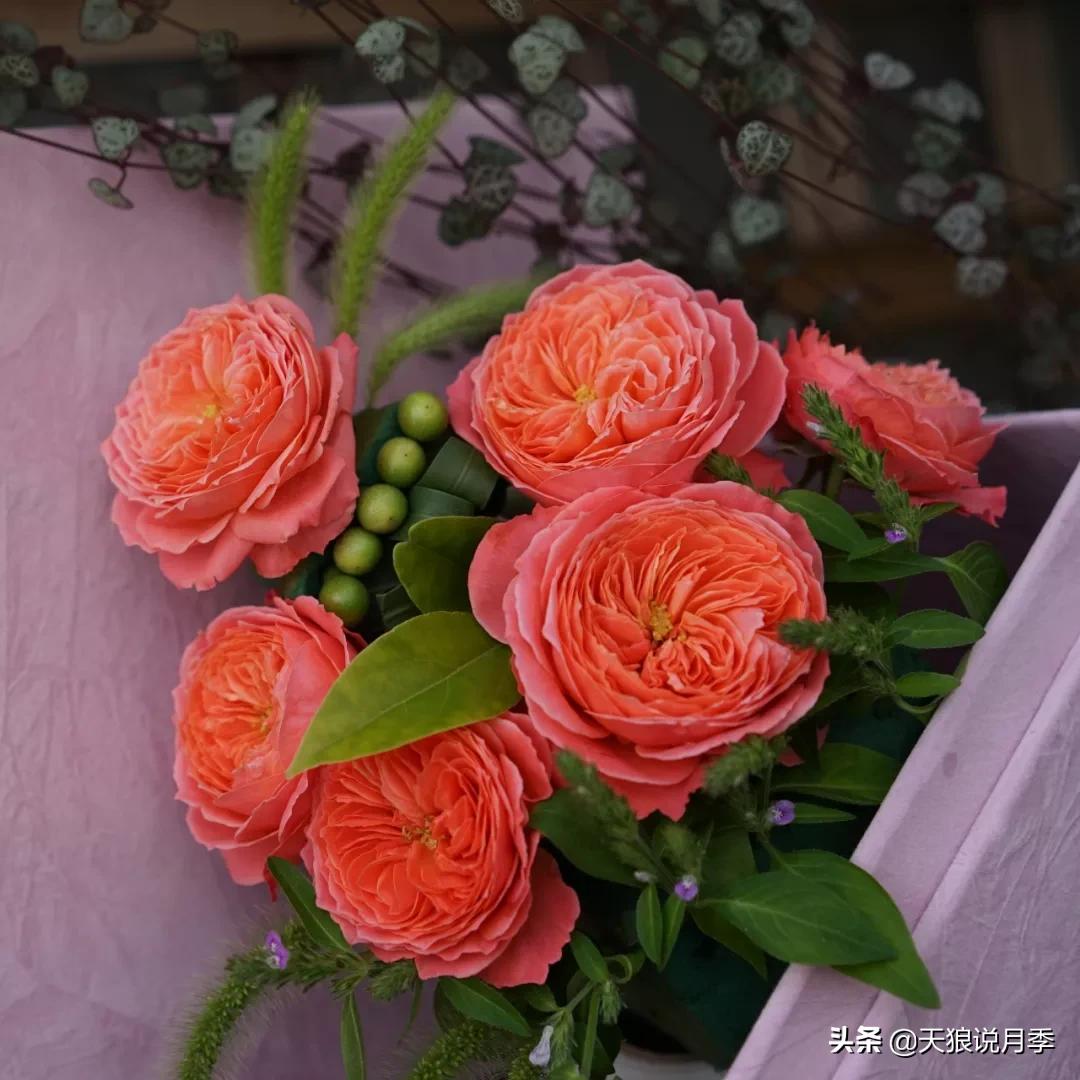 不容易，天狼自育终于打折了！空蒙只要50不到！