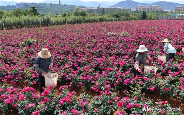 食用玫瑰是重瓣玫瑰吗,食用玫瑰花怎么辨别