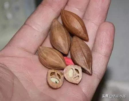 核雕艺术中的橄榄核是什么,橄榄核最好的核雕图片