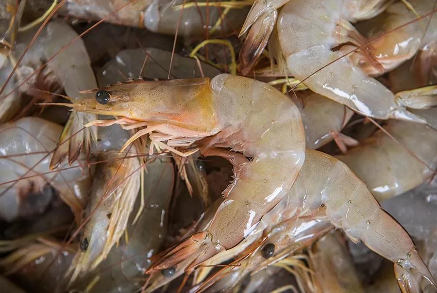 补肾健脾固精的海产品都有哪些呢,温肾固精的食物有哪几种