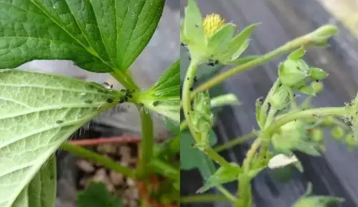 草莓蓟马虫害的症状与防治,秋季草莓虫害危害重点防治与识别