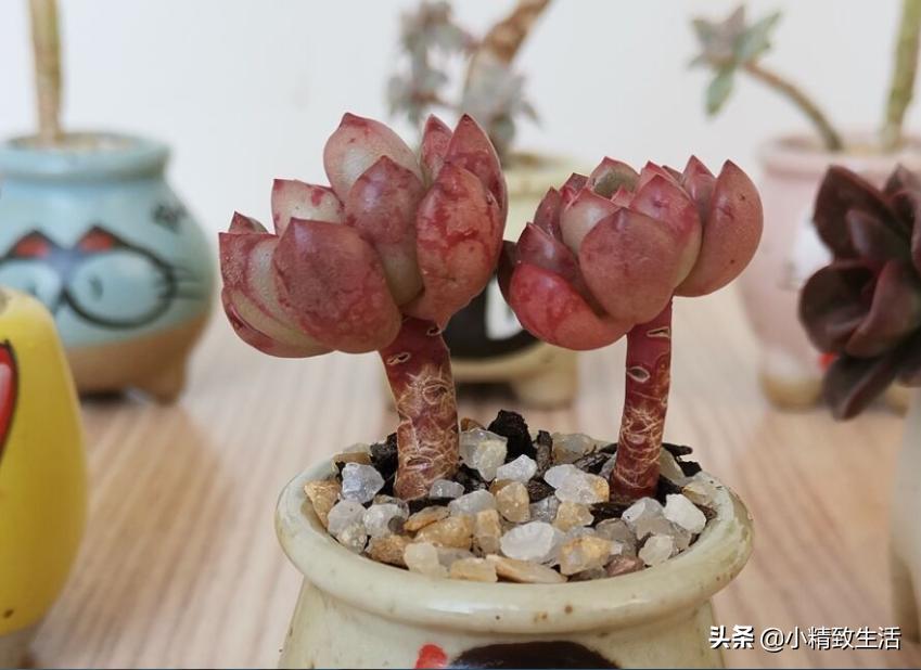 多肉徒长了如何进行处理,多肉徒长的原因和解决方法