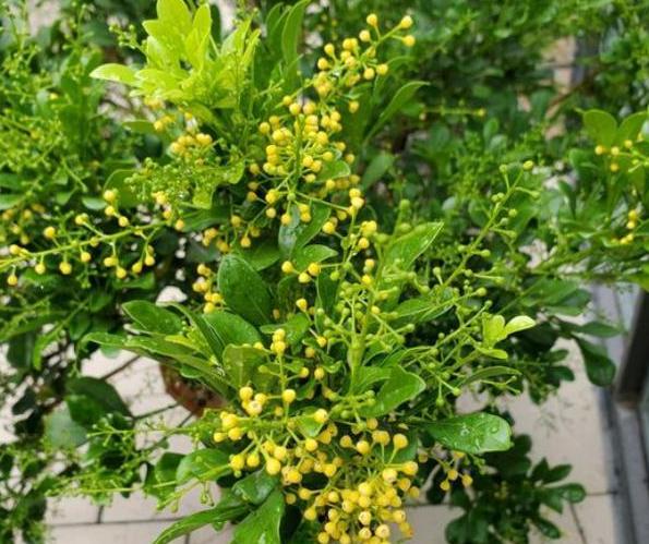 家庭盆栽米兰如何养护和浇水图片,家庭如何养好米兰花盆栽