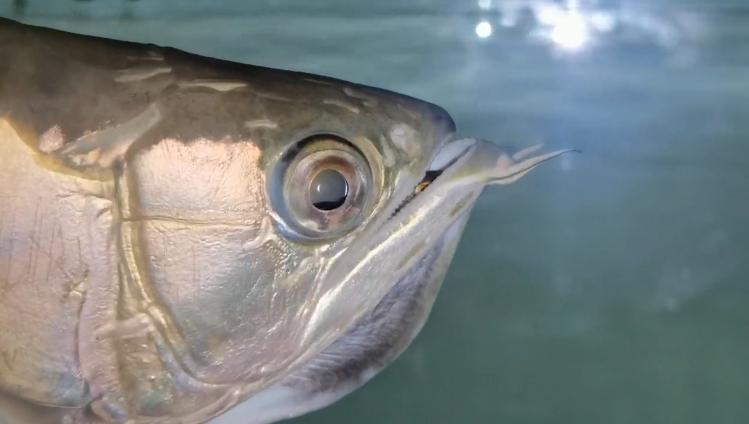 重磅|国内缸内金龙鱼繁殖重大突破,附65天跟踪记录