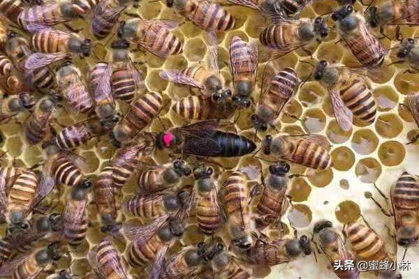 邮寄蜂王怎样介入,邮寄蜂王怎样安全介入新蜂群