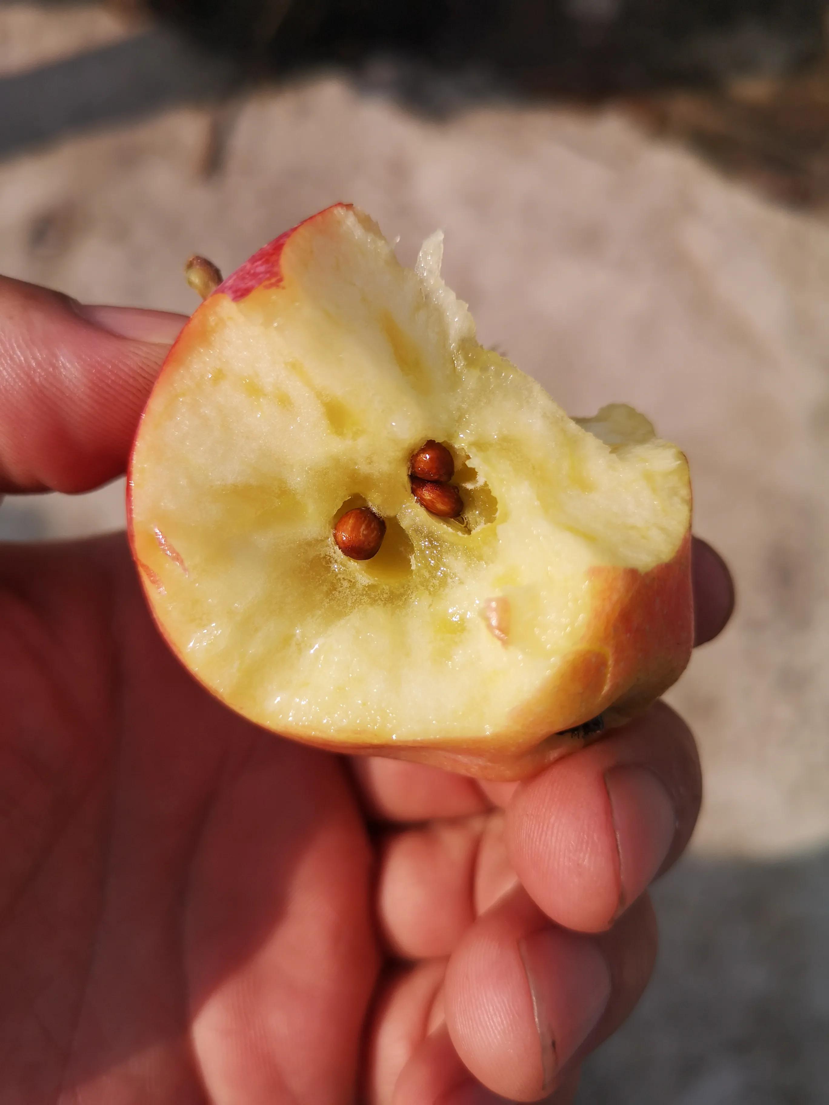 种植苹果农业技术推广,苹果果树新品种推广种植