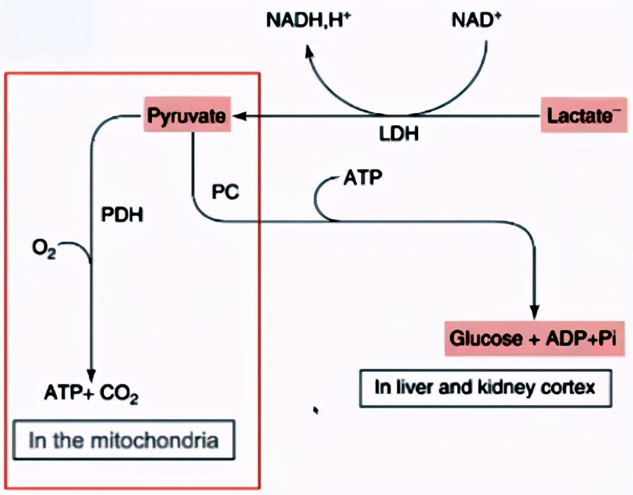 薛张纲教授,乳酸酸中毒临床指南
